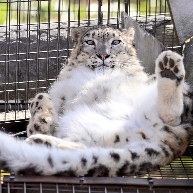 ユーリだよ💕真っ白もふもふお腹でお昼寝したくなります。#ユキヒョウ #旭山動物園#snowleopard #ユーリ 