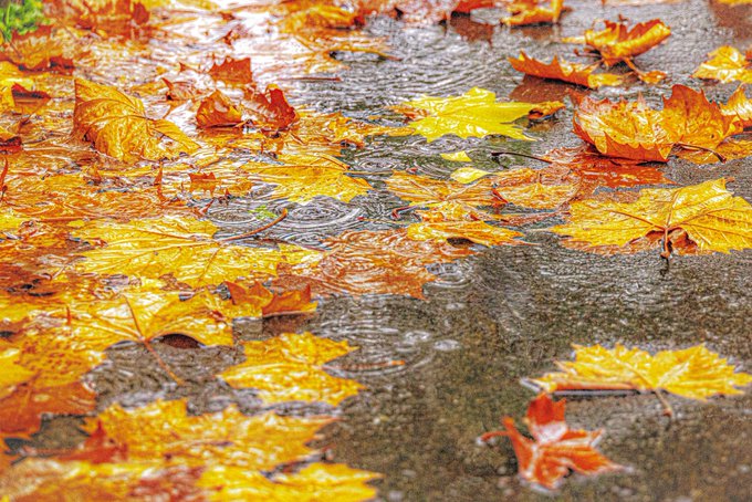 「言の葉の庭」Ver.秋#紅葉 #photography 「言の葉の庭」Ver.秋#紅葉 #photography