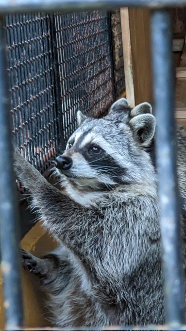ももくりかきのフレンズなのだ。しかしここのアライグマはどれもでかいな……のだ。🦝🦝🦝 ももくりかきのフレンズなのだ。しかしここのアライグマはどれもでかいな……のだ。🦝🦝🦝