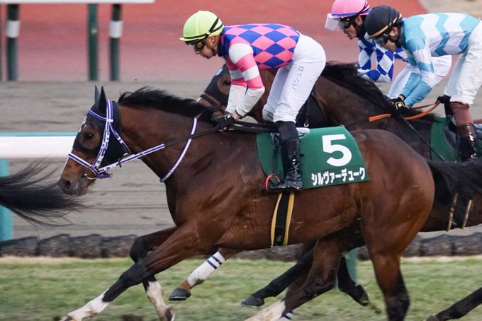 20230115 中山11R京成杯(G3)3歳OPヴァナディースの仔シルヴァーデュークくん🐴うーん最後は距離かな?💦ポテ 20230115 中山11R京成杯(G3)3歳OPヴァナディースの仔シルヴァーデュークくん🐴うーん最後は距離かな?💦ポテ