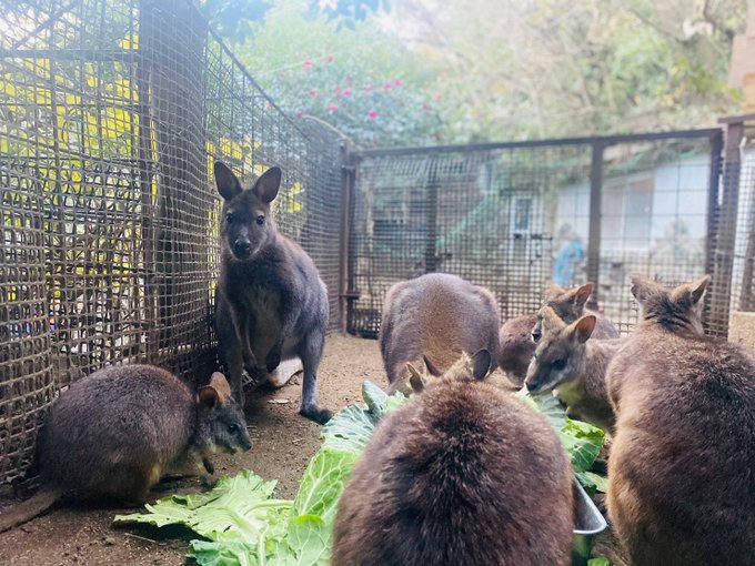 週のスタート #月曜日…乗り切りましたかぁ🤗💕#伊豆シャボテン動物公園🌵 ワラビーさん🦘(❀ᴗ͈ˬᴗ͈) ㋔㋡㋕㋹㋚㋮💗 週のスタート #月曜日…乗り切りましたかぁ🤗💕#伊豆シャボテン動物公園🌵 ワラビーさん🦘(❀ᴗ͈ˬᴗ͈) ㋔㋡㋕㋹㋚㋮💗