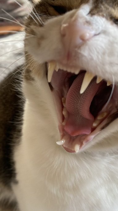 スティーヴン・タイラー並みのシャウト😂 #猫 #猫好きさんと繋がりたい #Steventyler スティーヴン・タイラー並みのシャウト😂 #猫 #猫好きさんと繋がりたい #Steventyler