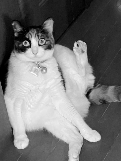 みたな!ハイ!見ました!Σ ( Д )ﻌﻌﻌﻌ⊙︎ ⊙︎#写真#猫#モノクローム#私が見たモノクロ風景 みたな!ハイ!見ました!Σ ( Д )ﻌﻌﻌﻌ⊙︎ ⊙︎#写真#猫#モノクローム#私が見たモノクロ風景