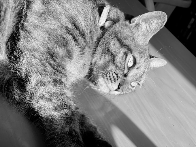 陽だまりは気持ちがいいね?ね?お蕎麦ニャン!ん?呼んだ?🐱#猫#陽だまりニャンコ#写真#モノクローム#私が見たモノクロ風 陽だまりは気持ちがいいね?ね?お蕎麦ニャン!ん?呼んだ?🐱#猫#陽だまりニャンコ#写真#モノクローム#私が見たモノクロ風