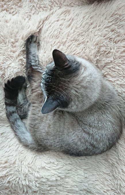 首まわりがもふもふのせいでバランスがちょっと変#猫 #猫好き #ねこ #シャムトラ #保護猫 #猫好き #もふもふ 首まわりがもふもふのせいでバランスがちょっと変#猫 #猫好き #ねこ #シャムトラ #保護猫 #猫好き #もふもふ