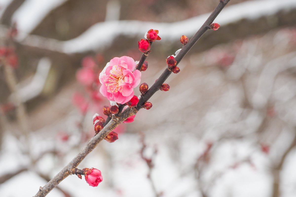 test ツイッターメディア - 今朝（1/25）の #偕楽園 の様子です。
園内では、早咲きの梅（八重寒紅）が美しい花を咲かせていました。
市内では、路面が凍結して足元が滑りやすくなっているところがありますので、十分ご注意ください⚠️
また、日中も気温が上がらず厳しい寒さとなりそうです。暖かくしてお過ごしください☺️
#水戸 https://t.co/3pasddOc5P