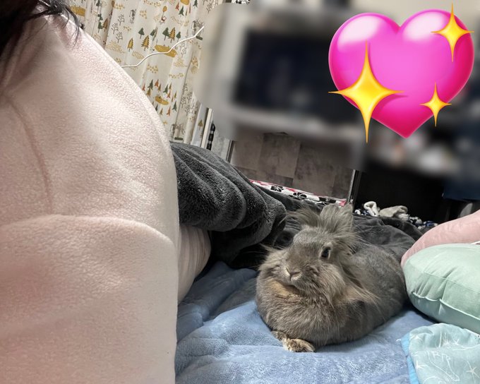 ゴロゴロしてたらるるもゴロゴロ❤️今日も一緒に寝るそうです😍#添い寝するうさぎ ゴロゴロしてたらるるもゴロゴロ❤️今日も一緒に寝るそうです😍#添い寝するうさぎ