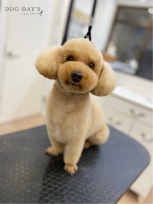 おこめくん#ドッグデイズ #dogdays #DOGDAYS おこめくん#ドッグデイズ #dogdays #DOGDAYS