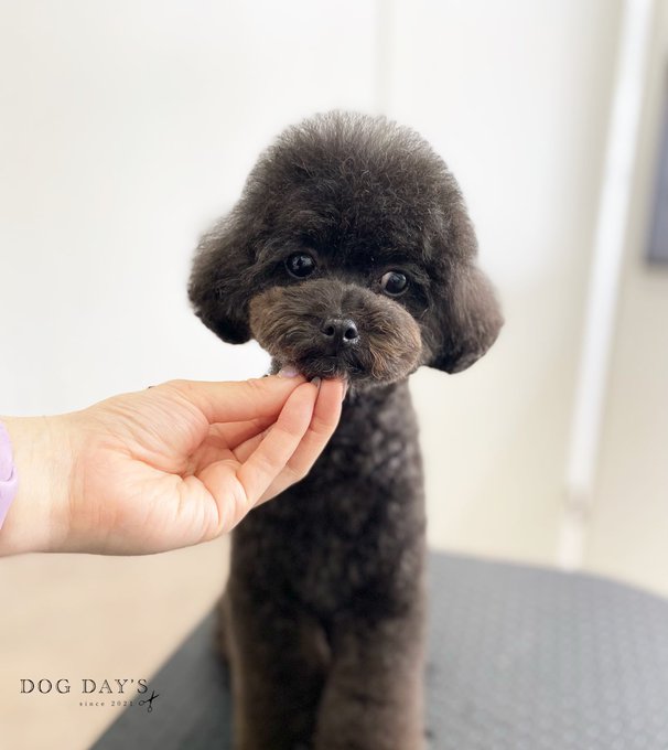 モカちゃん#dogdays #ドッグデイズ #ドッグサロン モカちゃん#dogdays #ドッグデイズ #ドッグサロン