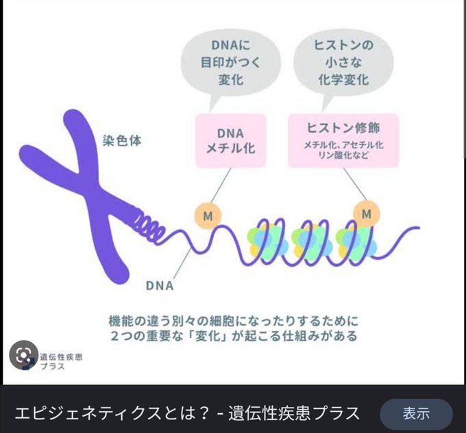 ~エピジェネティックス~ 生理学に於いてDNA塩基配列変化を伴わず、細胞分裂後も継承される遺伝子発現、或いは細胞表現型の ~エピジェネティックス~ 生理学に於いてDNA塩基配列変化を伴わず、細胞分裂後も継承される遺伝子発現、或いは細胞表現型の