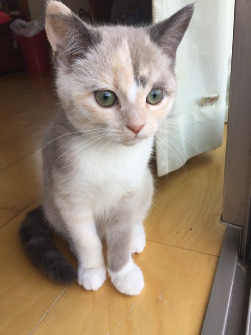この美猫ちゃん、どなたか知りませんか❓ この美猫ちゃん、どなたか知りませんか❓