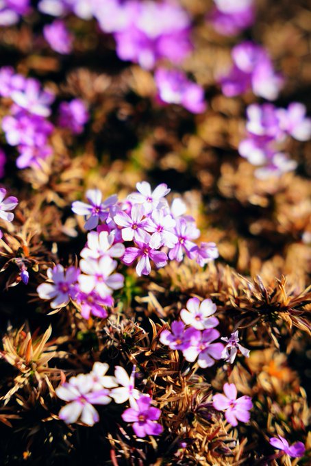 春がきた。芝桜なのか?芝桜の友達なのか?芝桜の親戚なのか?君の名は。 春がきた。芝桜なのか?芝桜の友達なのか?芝桜の親戚なのか?君の名は。