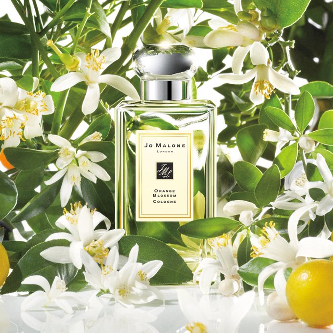 ”柑橘系の匂いにおいて頂点″。唯一無二へなれる香水を紹介する。JoMalone orange blossom。韓国トップ
