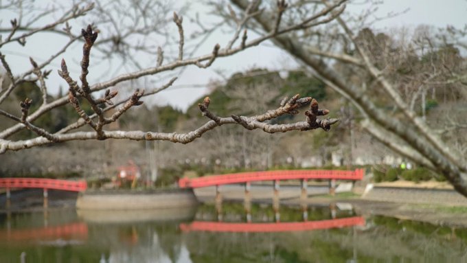 桜日記🌸いつも写真を撮ってた蕾も膨らみ始めたよー！早い子はもうピンクになってるね✨町の人に聞いたら鳥居の左の木が咲いたら