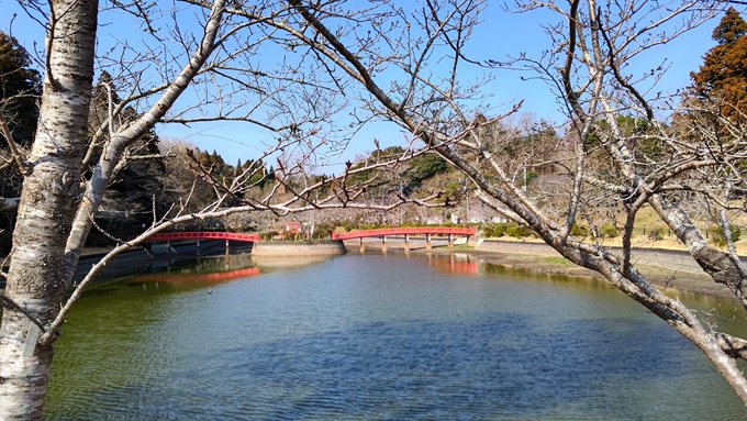 桜日記🌸咲きそうなのでペースを上げて調査します!今日はイベントの品物だった桜誉を持って公園を散歩。たぶん朝から酒飲みのヤ 桜日記🌸咲きそうなのでペースを上げて調査します!今日はイベントの品物だった桜誉を持って公園を散歩。たぶん朝から酒飲みのヤ