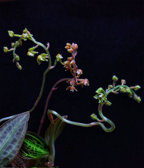 三者三葉🌿🤭花にも個性が出てます😊(左から、サンデリアーナノーマル、sanderiana PNG×リミィ、サンデリアーナ