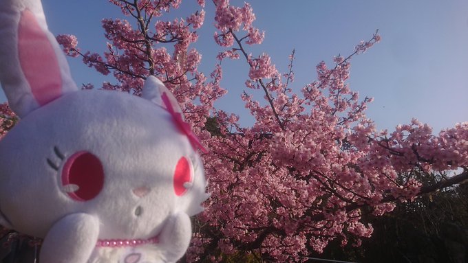 ひらパーの河津桜とサフィルビ♪ (―ω―*)#ひらパー#ジュエルペット 
