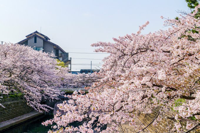 写真編集が全くおわらぬ…全て水門川岸の桜。#大垣 #聖地巡礼 #聲の形 #桜 