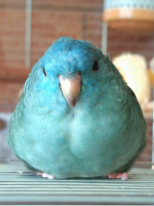 モフモフなでなでし過ぎると出雲は🍙おにぎりに変身してしまう✨#サザナミインコ #おにぎり #インコ #出雲 #onigi モフモフなでなでし過ぎると出雲は🍙おにぎりに変身してしまう✨#サザナミインコ #おにぎり #インコ #出雲 #onigi