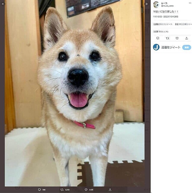 【飼い主報告】人気漫画「いとしのムーコ」モデル犬が息を引き取る 16歳4カ月実際に秋田でガラス職人として活動する飼い主と 【飼い主報告】人気漫画「いとしのムーコ」モデル犬が息を引き取る 16歳4カ月実際に秋田でガラス職人として活動する飼い主と