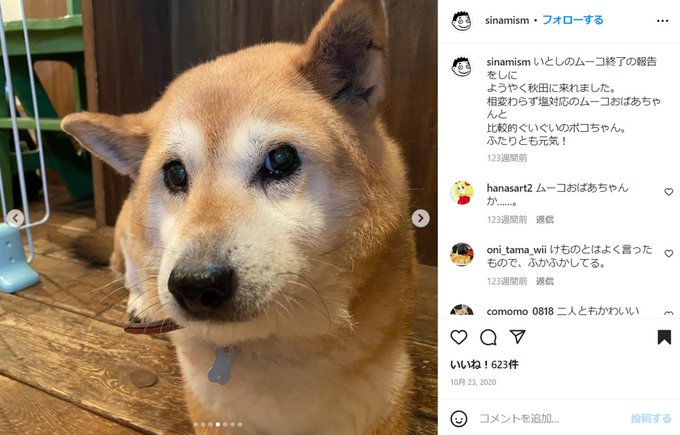 飼い主「長く一緒にいてくれて本当に幸せでした」漫画『いとしのムーコ』モデル犬、老衰で16年の生涯に幕 「眠るように息を引 飼い主「長く一緒にいてくれて本当に幸せでした」漫画『いとしのムーコ』モデル犬、老衰で16年の生涯に幕 「眠るように息を引