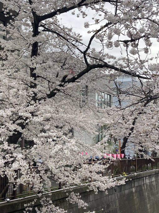 桜花ちゃん今は雨だけど、昼間は暖かだったね。晴れ間に目黒川でお花見🌸したよ。桜🌸といえば桜花ちゃん。ステキなお名前だね💜