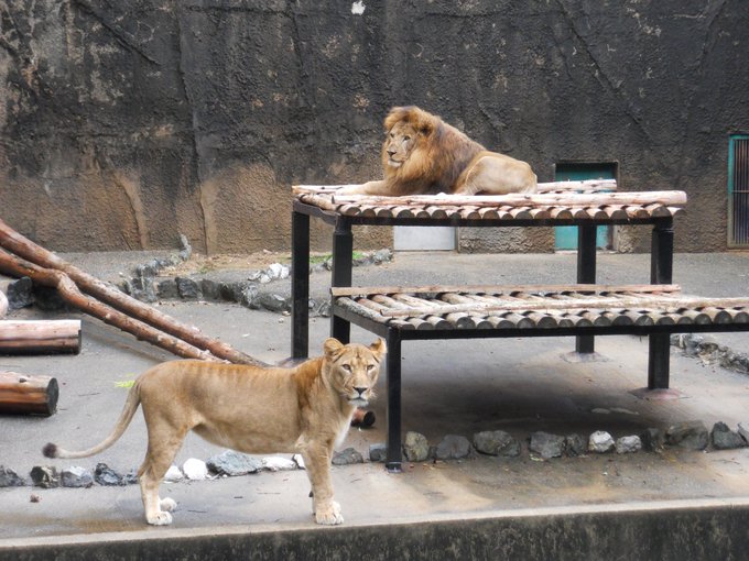 12年前のハヤテとオト#のんほいパーク#ライオン 