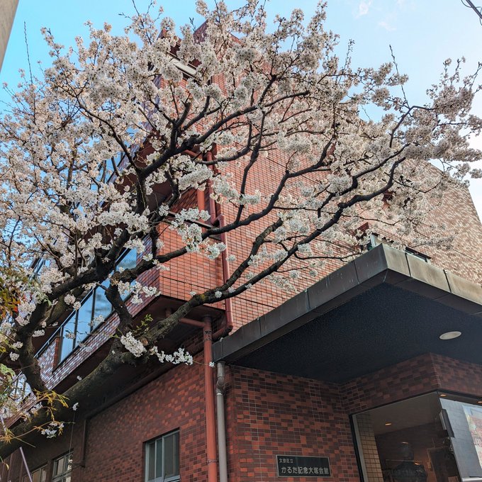 かるた会館の桜がきれいで癒やされました。かるた会館は「ちはやふる」の聖地です、たしか。 