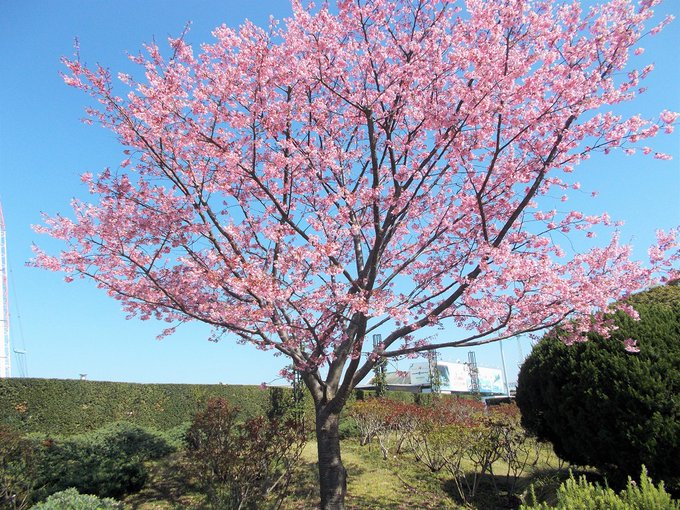 金色のコルダの世界の桜めぐり、横浜の山下公園の続きです。早く咲いた所から先にリポートしてゆきます。氷川丸の近く、日米ガー