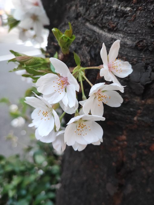 おはようございます!東京でも桜がキレイな時期に🌸秒速5センチメートル思い出してセンチメンタルな気分で出社してきます💂 