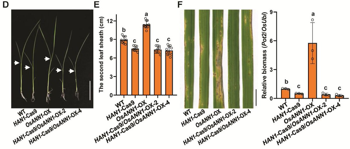 test Twitter Media - Calcium binding protein OsANN1 regulates rice blast disease resistance by inactivating jasmonic acid signaling (Qiqi Zhao, Rui Liu, Qinzheng Zhou, Jie Ye, Fanwei Meng, Jun Liu, Chao Yang) https://t.co/SG1I8SUtjM @ASPB #PlantSci https://t.co/d7uQ8W7p5s