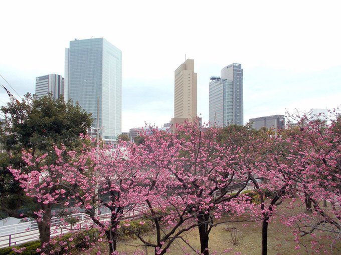 横浜の桜めぐり。帆船日本丸の近くにある横浜緋桜です。3/21すでに満開になっていました。背景には、市役所の新庁舎など金色