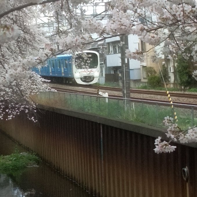 西武鉄道のアプリを覗いてみたら、丁度ウォーキング中にドラえもん号を見れることが判明。武蔵関のサクラ並木で待機、撮影しまし 西武鉄道のアプリを覗いてみたら、丁度ウォーキング中にドラえもん号を見れることが判明。武蔵関のサクラ並木で待機、撮影しまし