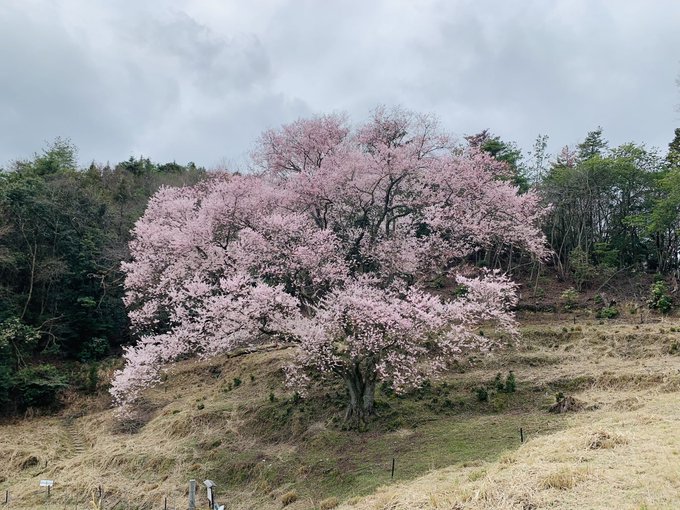 今の竹原市の宿根の大桜の状態🌸8分？9分、もうすぐ満開です⁽⁽٩(๑˃̶͈̀ ᗨ ˂̶͈́)۶⁾⁾やっぱりあっという間😆