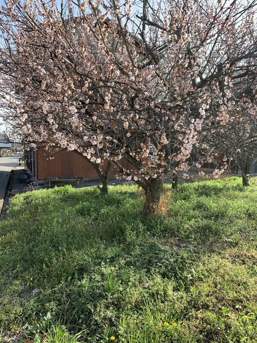 桜の季節になってくると秒速5センチメートルというスーパーモヤっとするアニメを思い出す。いや、ほんまにモヤっとするから見た