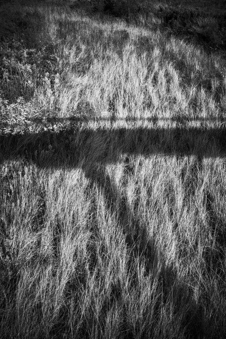 リスト中の作品紹介「Shadow over the field」0.03ETH川原の草むらに橋の影が伸びる。草は力強く、