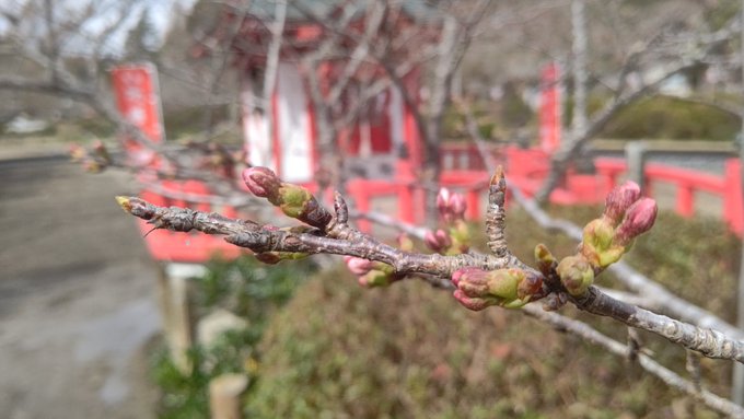 桜日記🌸靖国神社さんの桜は咲いたみたいだね🌸地元の桜は天気悪いからまだかなぁ～⛅️でも明日、明後日には咲きそうっ！以上現