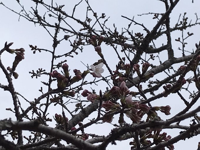 桜日記🌸わー！！！茂原の桜も咲いたよー！！！🌸べんてんばしの上にある枝で見つけた！！いつものところはまだだったけど、春が