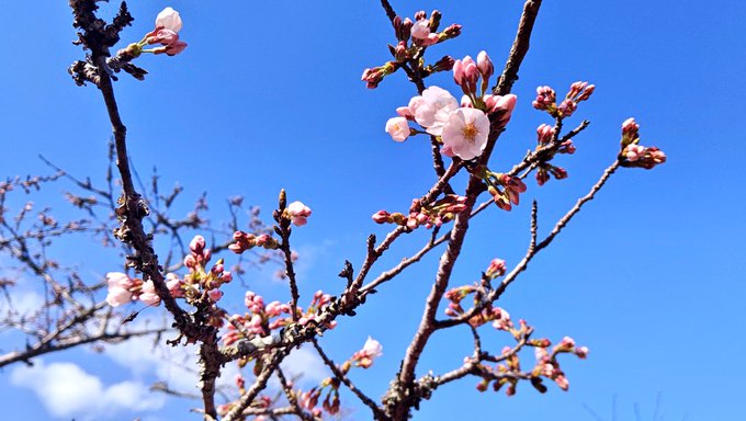 桜日記🌸昨日は1輪だったのに今日は一気に咲いたよー🌸🌸🌸春がやってきたぁー✨桜誉はやっぱり桜が似合う❕茂原公園に来たらお 桜日記🌸昨日は1輪だったのに今日は一気に咲いたよー🌸🌸🌸春がやってきたぁー✨桜誉はやっぱり桜が似合う❕茂原公園に来たらお