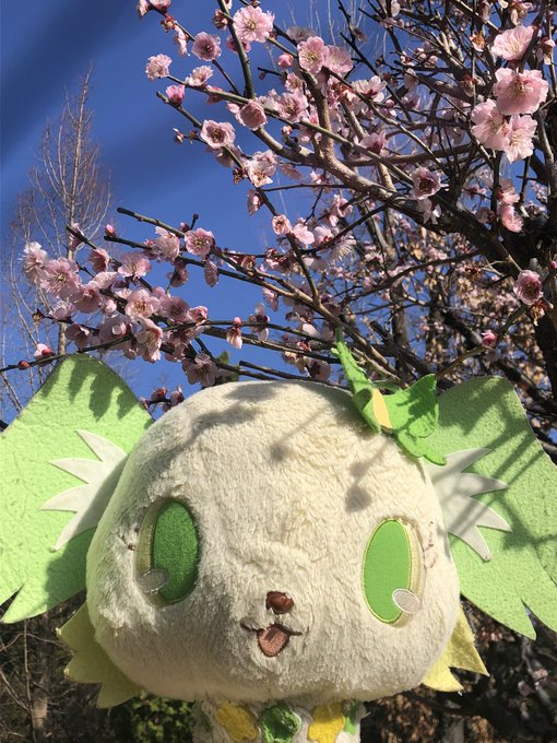 #jewelpet #ジュエルペット今日は梅の花🌸を見に植物園に来ましたよったら来ましたよ！イェイ✌️✌️ 