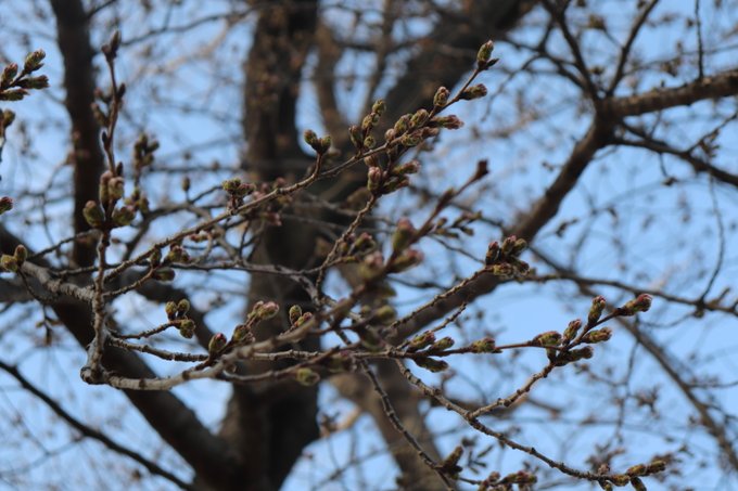 本日より【むさしの村 桜開花情報】をお届け致します🌸今年は暖かい日が多く、例年より開花が早い見込みとなっております😊間も