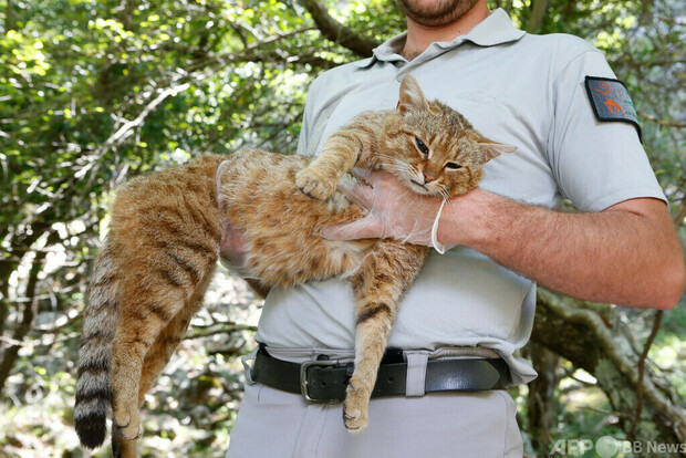 【かわいい】仏コルシカ島の「キツネネコ」、固有種と判明キツネネコはいくつかの点でイエネコに似ているが、体長が90センチあ