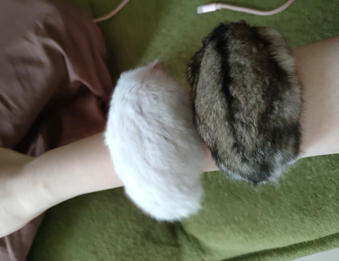 この背中うける。ナウシカのテトごっこしようと思ったら、2匹共下に向かって進もうとしてるの。腕に登ってきて欲しかった この背中うける。ナウシカのテトごっこしようと思ったら、2匹共下に向かって進もうとしてるの。腕に登ってきて欲しかった