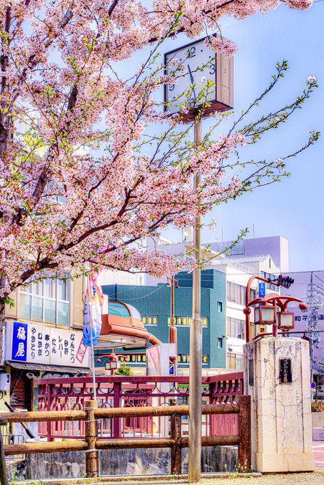 大垣水門川のソメイヨシノ(2018)。#大垣 #桜 #水門川 #聖地巡礼 #聲の形 