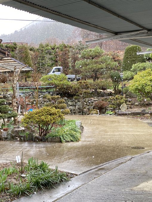 雨が雪になりました❄️朝起きたら居間に隣にいたぼのぼのちゃんが⁉︎🦦誰かが一生懸命運んで来たかと思うと笑える🤣#猫好きさ 雨が雪になりました❄️朝起きたら居間に隣にいたぼのぼのちゃんが⁉︎🦦誰かが一生懸命運んで来たかと思うと笑える🤣#猫好きさ