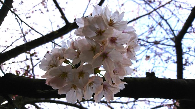 桜をテーマにした歌は数あれど、私のお気に入りは、大原櫻子さんの「ひらり」です🌸😊 