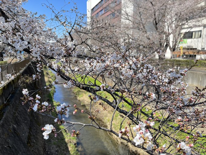 地元の桜の名所である三沢川、ちらほら咲いてきてますそしてこの場所は甘城ブリリアントパークのOPの場所であったりもしますね