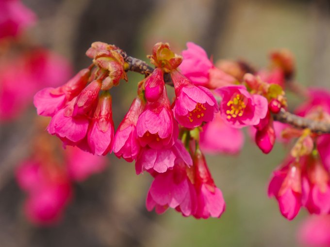花冷えの夜の顔うつし銀の匙(有馬朗人)※写真は寒緋桜(カンヒザクラ)。沖縄で桜というとこの花をさす由。2021年4月、京 花冷えの夜の顔うつし銀の匙(有馬朗人)※写真は寒緋桜(カンヒザクラ)。沖縄で桜というとこの花をさす由。2021年4月、京