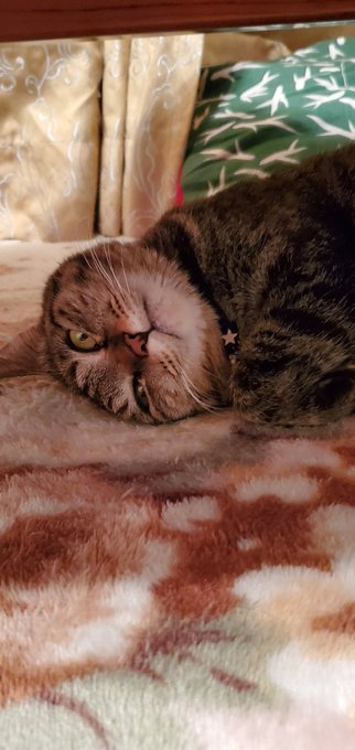 え?変?#猫 #にゃんこ #cat #ぬこ #とらこしゃん #元野良猫 #キジトラ猫 #猫好きさんと繋がりたい #猫のい え?変?#猫 #にゃんこ #cat #ぬこ #とらこしゃん #元野良猫 #キジトラ猫 #猫好きさんと繋がりたい #猫のい