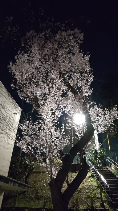 夜桜を写しました。コインランドリー近くにある公園です。夜桜というと私は漫画である夜桜四重奏(ヨザクラカルテット)を思い出